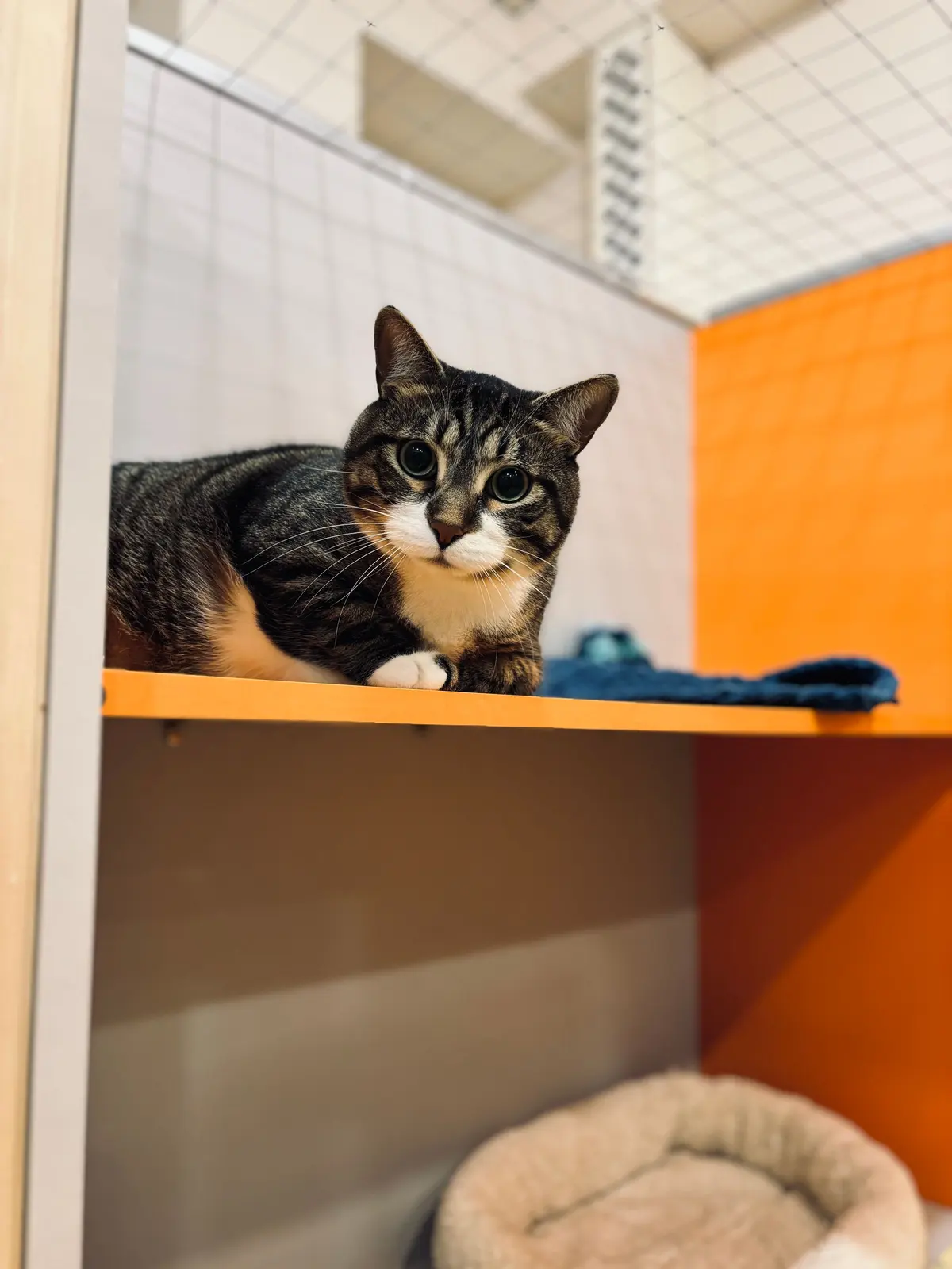 A tabby cat rests calmly inside a clean orange cubby in an indoor shelter space.