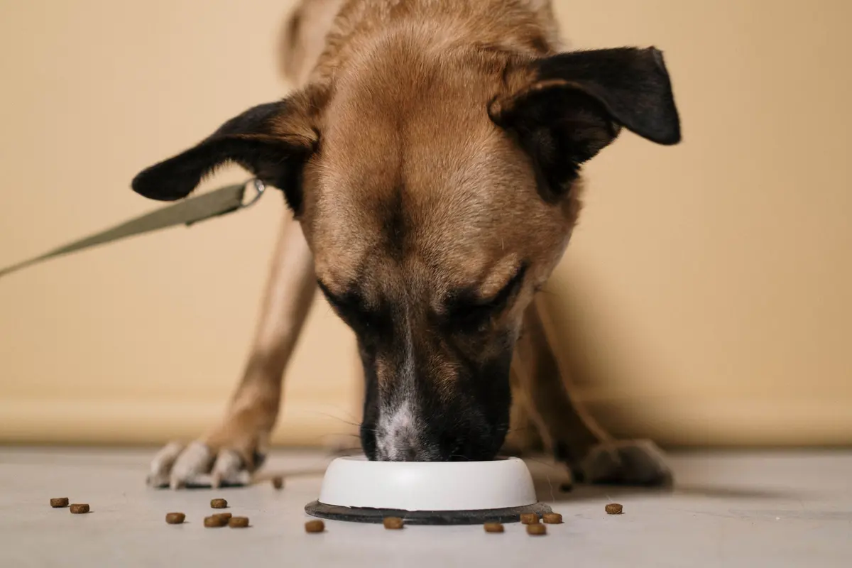 A dog eats from a full bowl of food on a wooden floor.