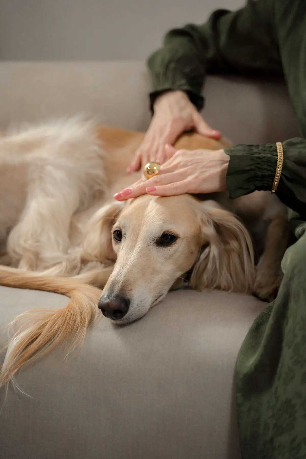 A person gently cradles a resting dog's face in both hands.