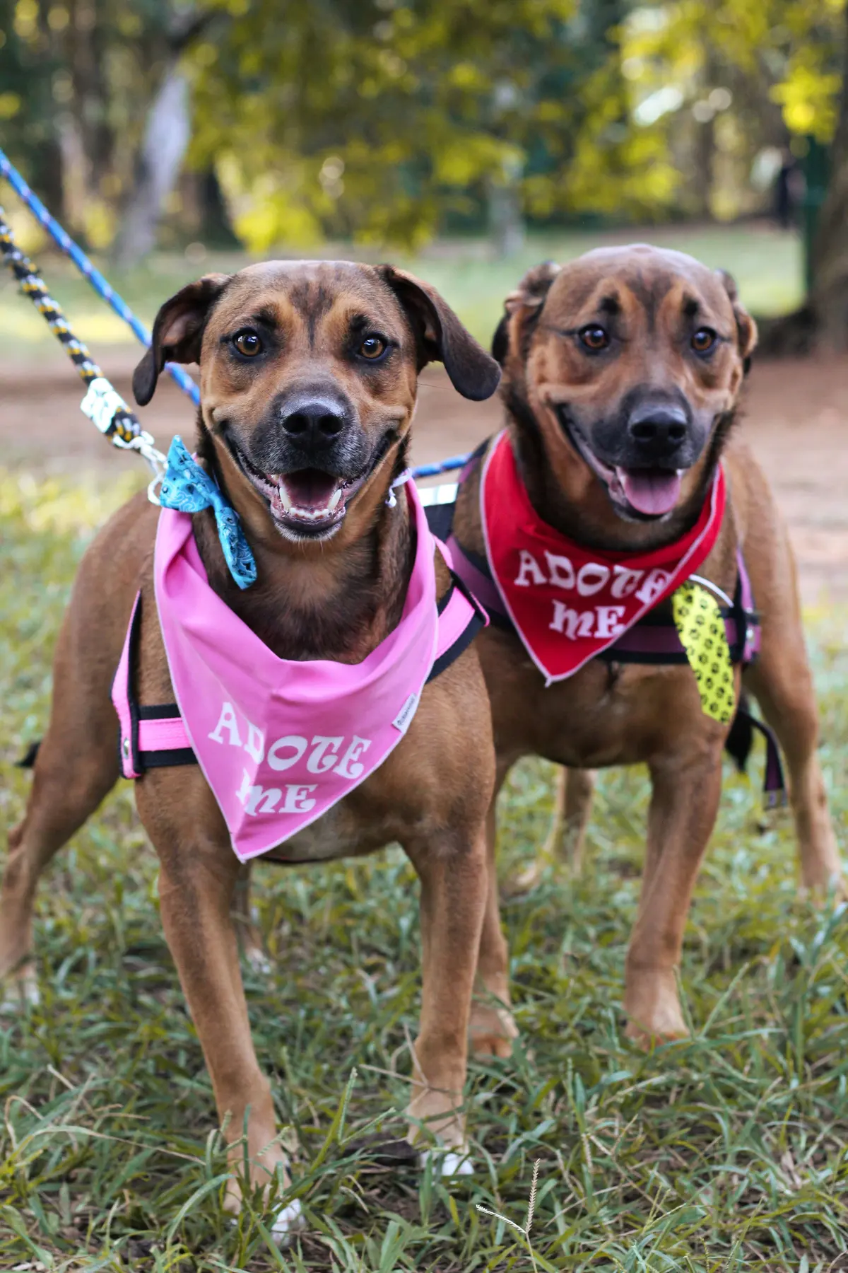 Two dogs in harnesses stand side by side outdoors, both looking toward the camera.