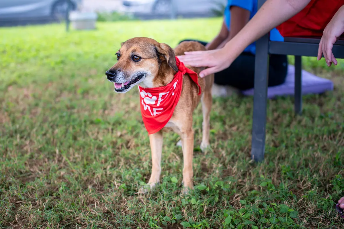 A brown dog wearing a red bandana stands in bright green grass, mouth open in a relaxed pant.