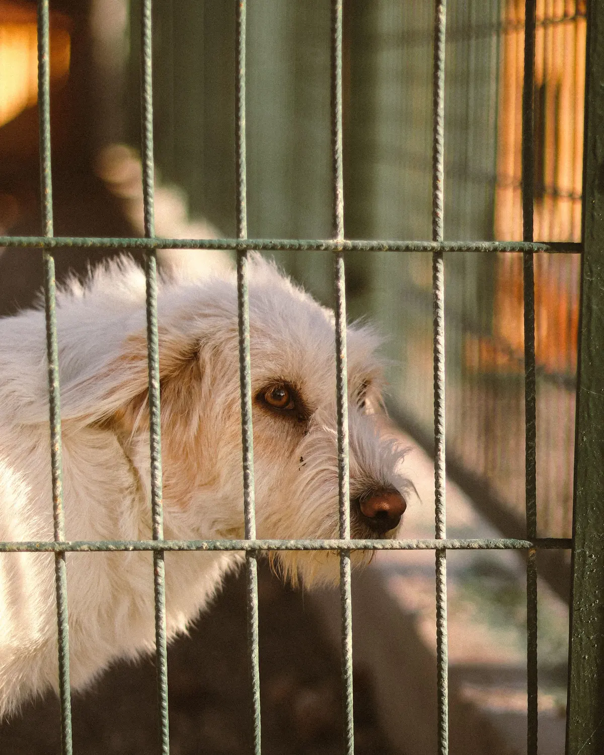 A cream-coloured scruffy dog stands in profile behind kennel bars in low evening light.