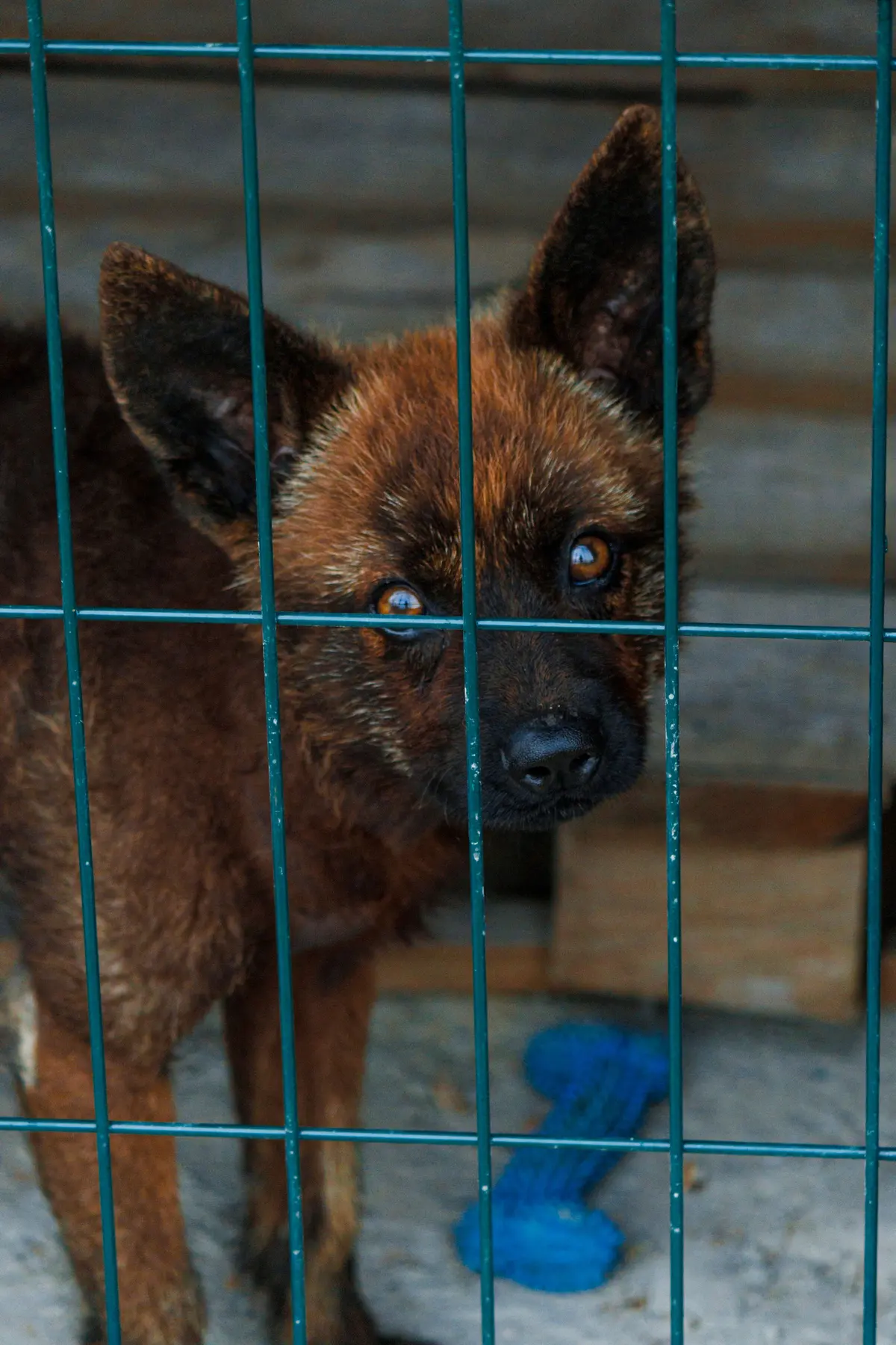 A brown shepherd-mix dog stands close to the mesh of a kennel run, looking out. A blue rope toy lies on the floor behind it.