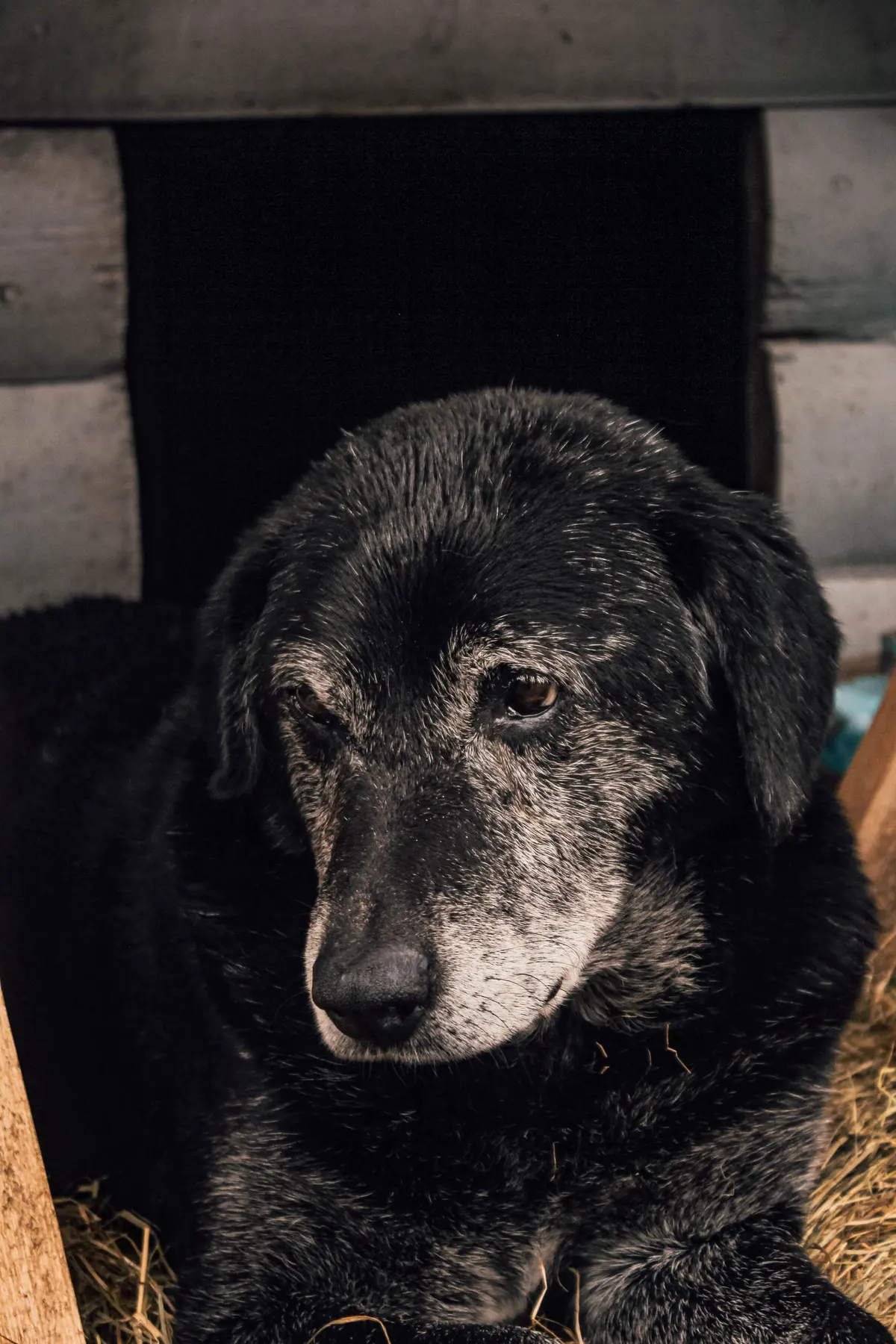 An older black dog with a grey muzzle rests quietly and looks toward the camera.