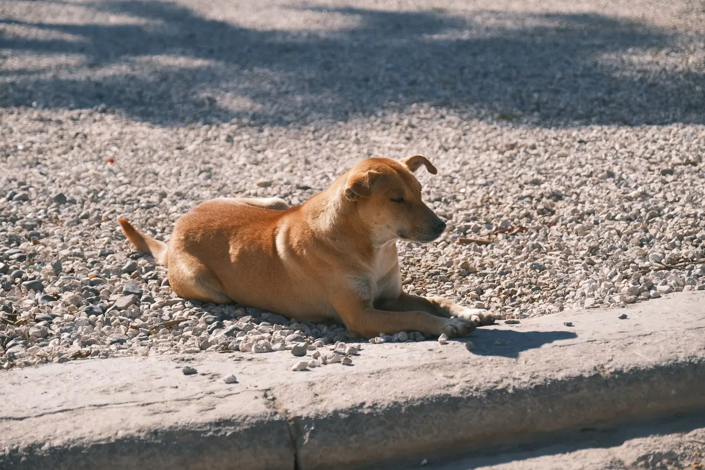 A tan dog lies on hot gravel beside a concrete kerb in strong midday sun.