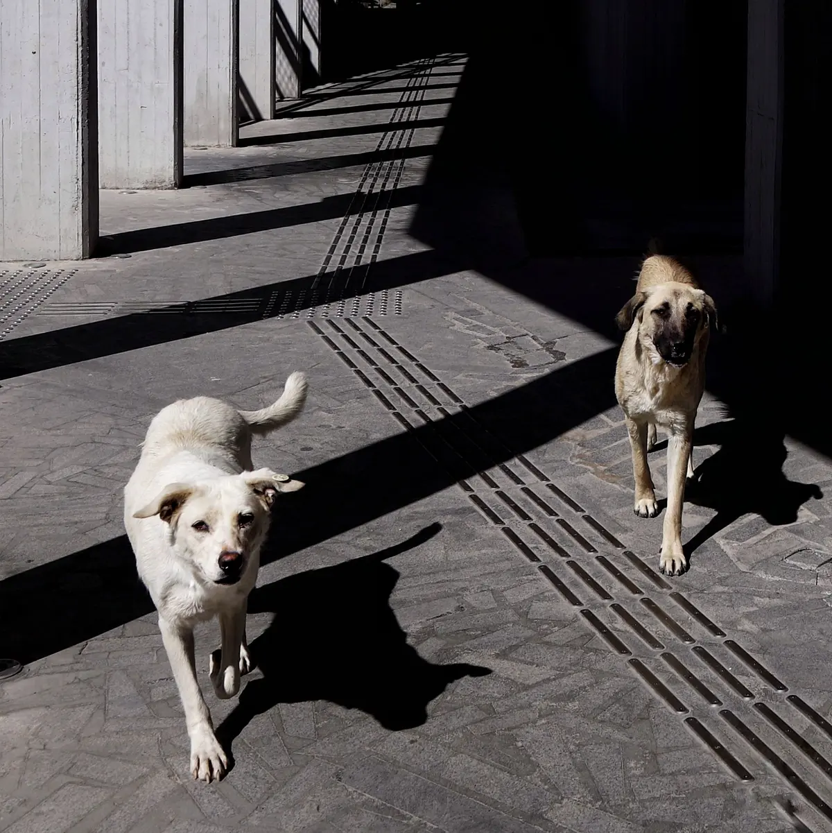 Two loose dogs walk along sunlit pavement, casting long shadows.